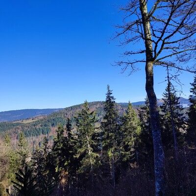 am Grat: Blick aufs Herzogenhorn!