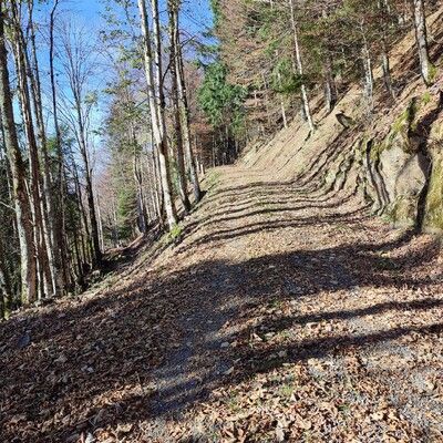 gechillter Weg