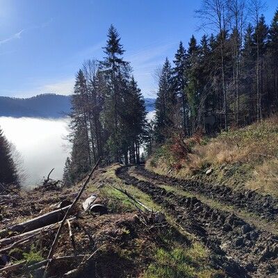 Blick Richtung Menzenschwand