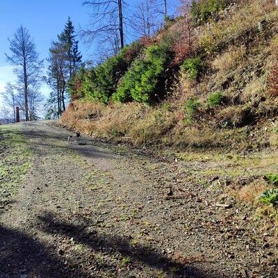 hier gehts rechts ab zum Sengalenkopf