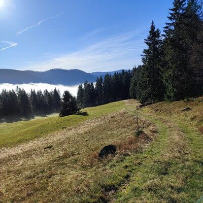 Am Waldrand entlang