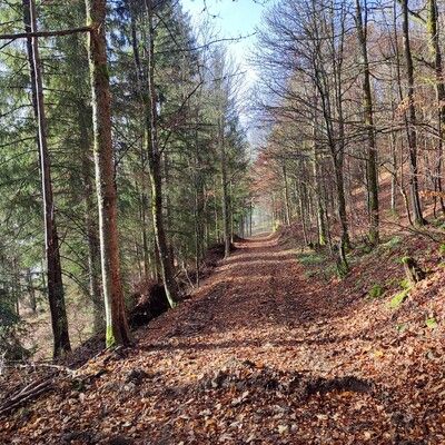 traumhafter Waldweg