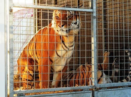 tiger.jpg