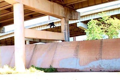 corey_duffel_ollie_in__die__bank