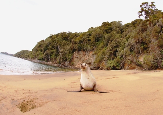 sealion.jpg
