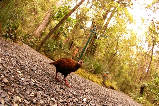 weka.jpg